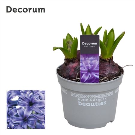Hyacinthus Blue Pearl 3pp (decorum)