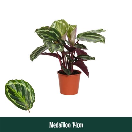 Calathea Medaillon