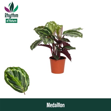 Calathea Medaillon