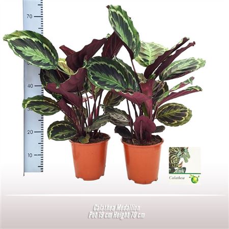 Calathea Medallion