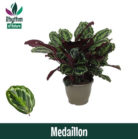 Calathea Medaillon (rhythm Of Nature)