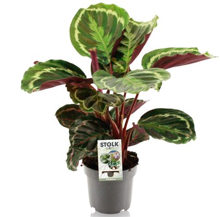 Calathea Medaillon