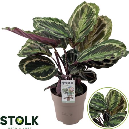 Calathea Medaillon