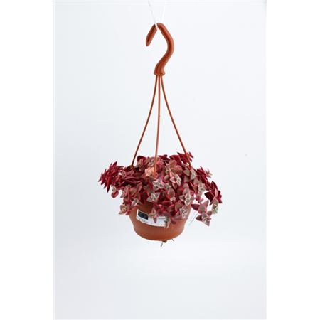 Crassula Marginalis Hangpot