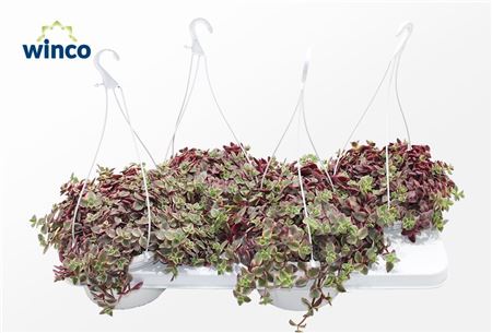 Crassula Marginalis (hanging Basket)