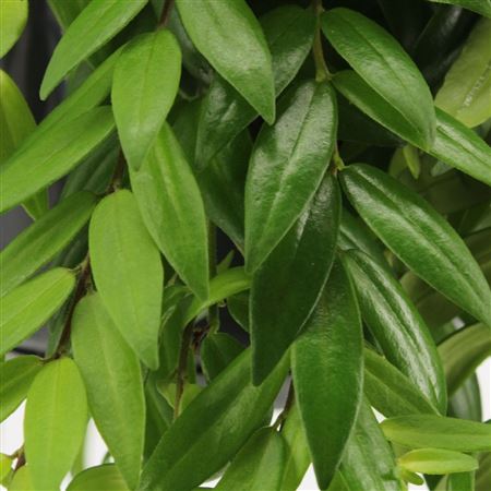Aeschynanthus Japhrolepis Hanging Pot