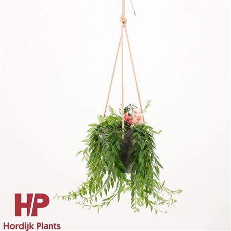 Aeschynanthus Japhrolepis In Ceramic Hanging Pot