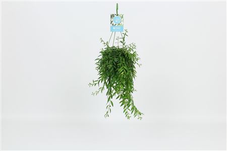 Aeschynanthus Japhrolepis Hanging