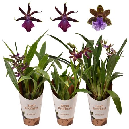 Zygopetalum 1st Mix
