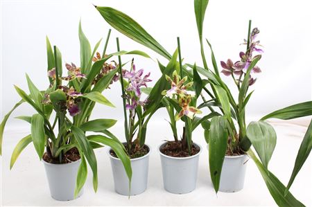 Zygopetalum 1st A2 Mix