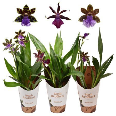 Zygopetalum 1st Mix 4+