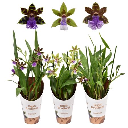 Zygopetalum 3st