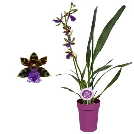 Zygopetalum 1st 5+