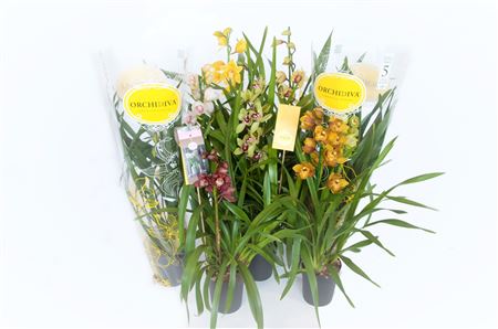 Cymbidium 1st Mix