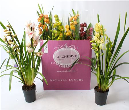 Cymbidium 3-4st Mix