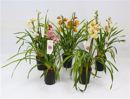 Cymbidium 2st Piccobello Mix