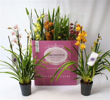 Cymbidium 2-3st Mix (orchidiva)