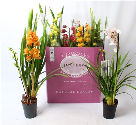 Cymbidium 2st Mix.