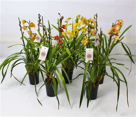 Cymbidium 3-4st Italy Mix