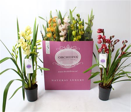 Цимбидиум 4ст микс