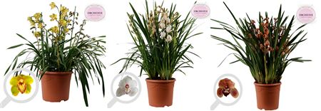 Цимбидиум 10ст Микс