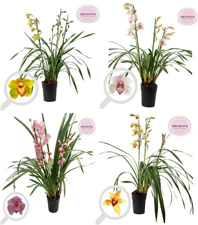 Cymbidium 4st Italië Mix