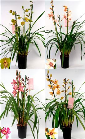 Cymbidium 3-4st Mix