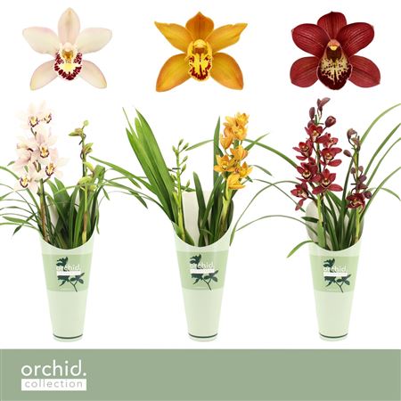 Cymbidium 2st Mix Orchid Collection