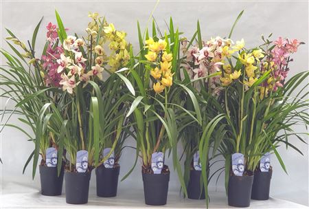 Cymbidium 4-5st Mix