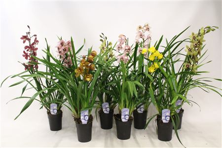 Cymbidium 3st Mix