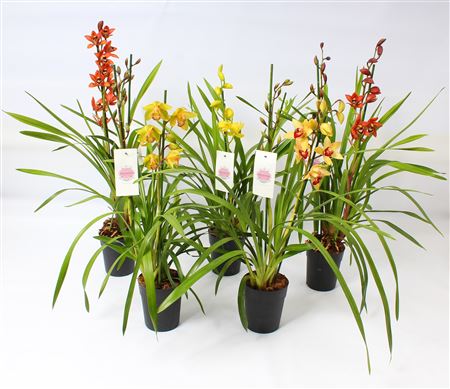 Cymbidium 2-3 Mix