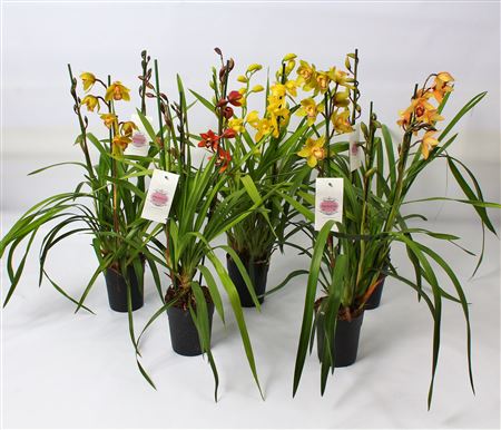 Cymbidium Kleuren Mix 4-5 Tak
