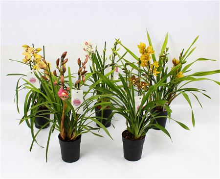Cymbidium 3-4 Piccobello Mix