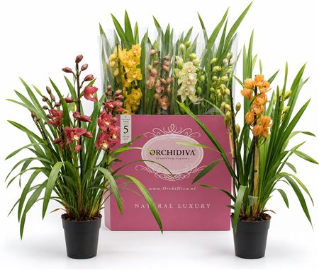 Cymbidium 3-4st Italië Mix