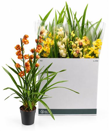 Cymbidium 2st Mix (open Fower)