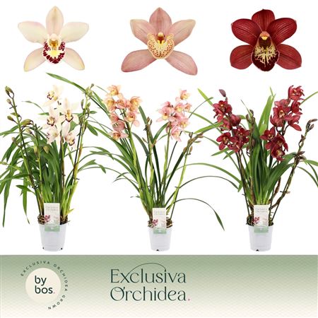 Cymbidium 4st Mix Exclusiva Orchidea
