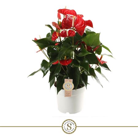 Anth An Red Champion 6+