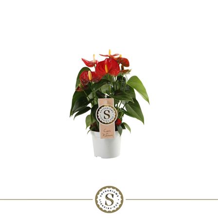 Anth An Red Champion 3+