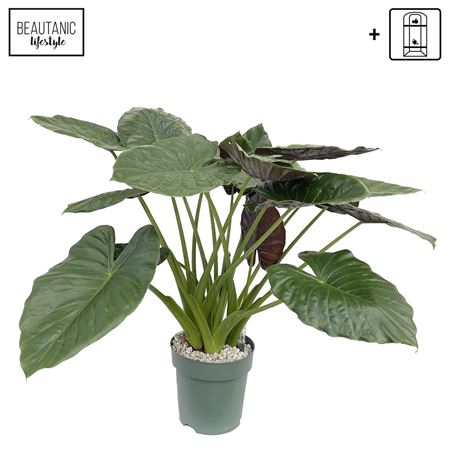 Alocasia Wentii