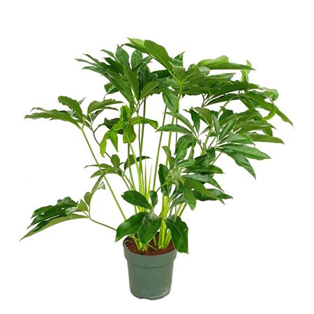 Philodendron Fun Bun