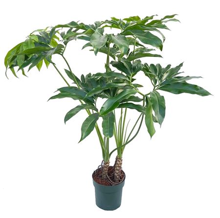Philodendron Fun Bun + Watermeter