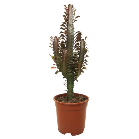 Euphorbia Trigona Rubra 17 Cm