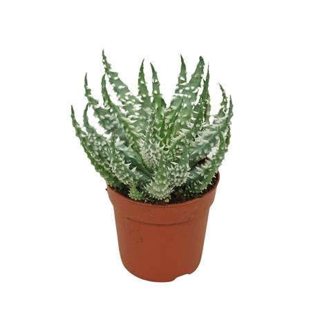 Aloe Humilis Shark