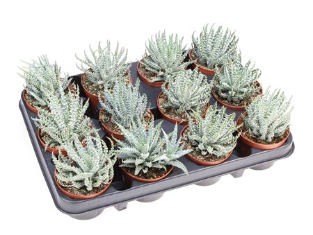 Aloe Humilis