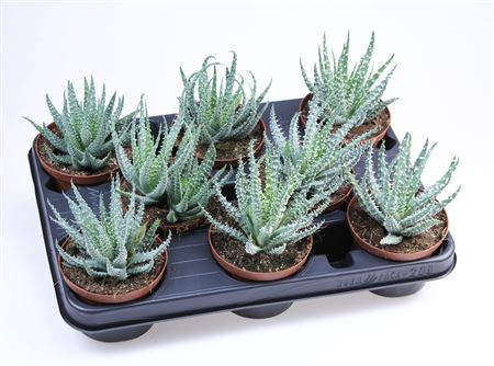 Aloe Humilis