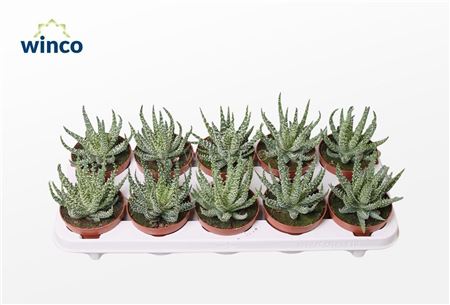 Aloe Humilis