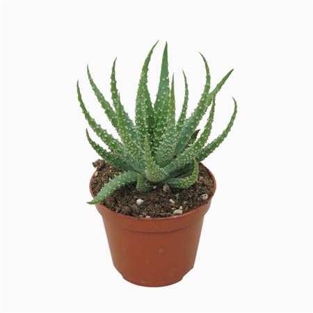 Aloë Humilis 8,5 Cm