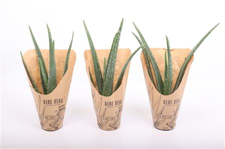 Aloe Vera Natural Wellness