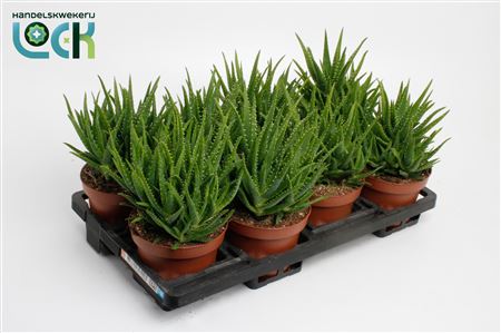 Aloe Vera 'verini'
