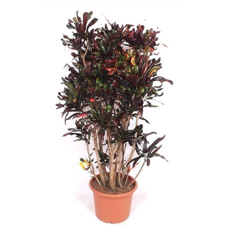 Codiaeum Mammi Branched.